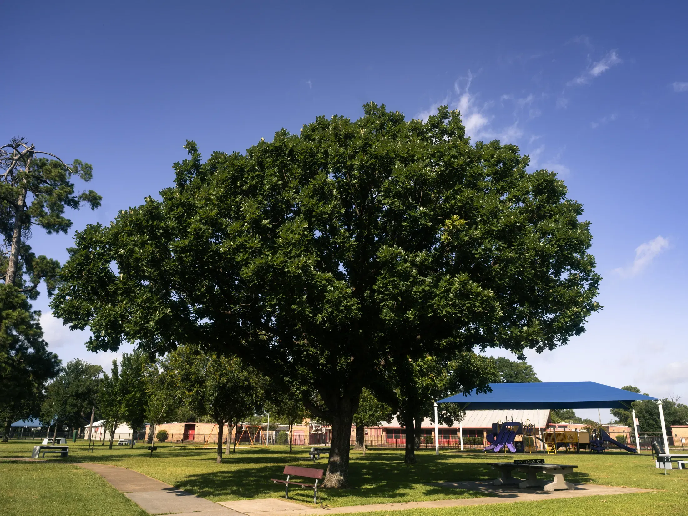 A large healthy shade tree standing in an open park under a clear blue sky